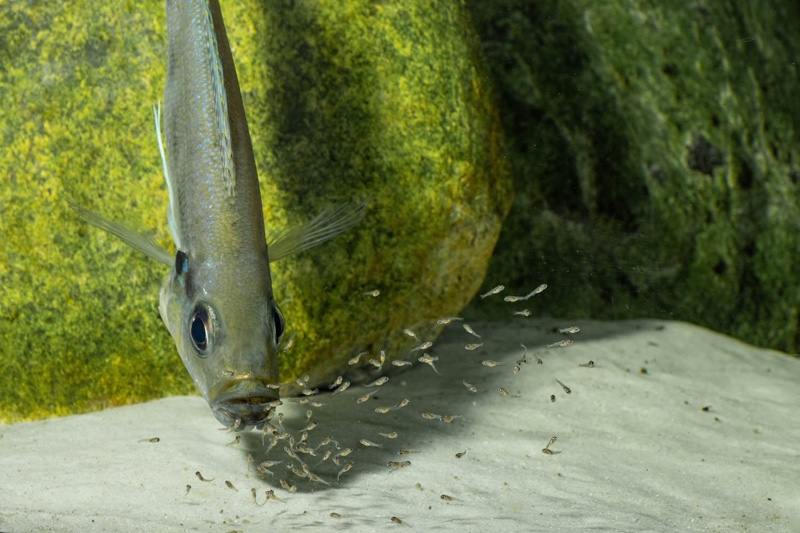 Haplotaxodon microlepis 'Cape Kabogo'